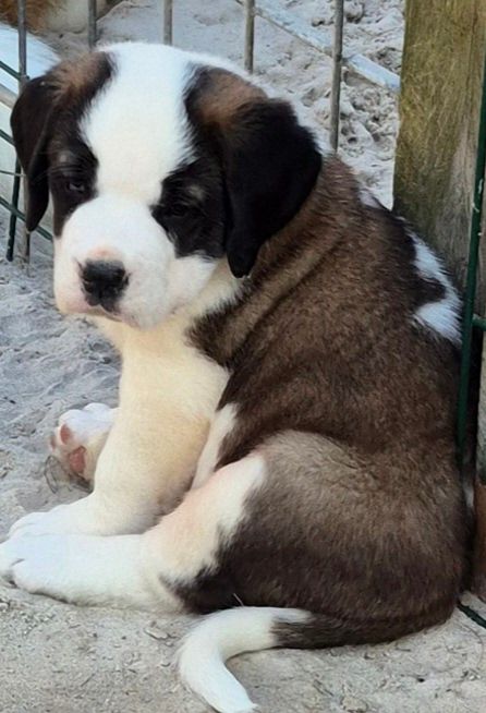 chiot Chien du Saint-Bernard de la vallée de l'hogmiau