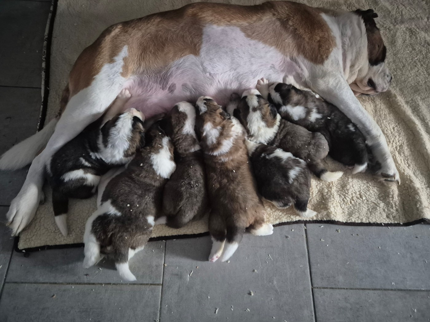 NAISSANCE MILLY....BILLY....ce 29 octobre 2025