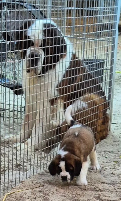 NAISSANCE MILLY....BILLY....