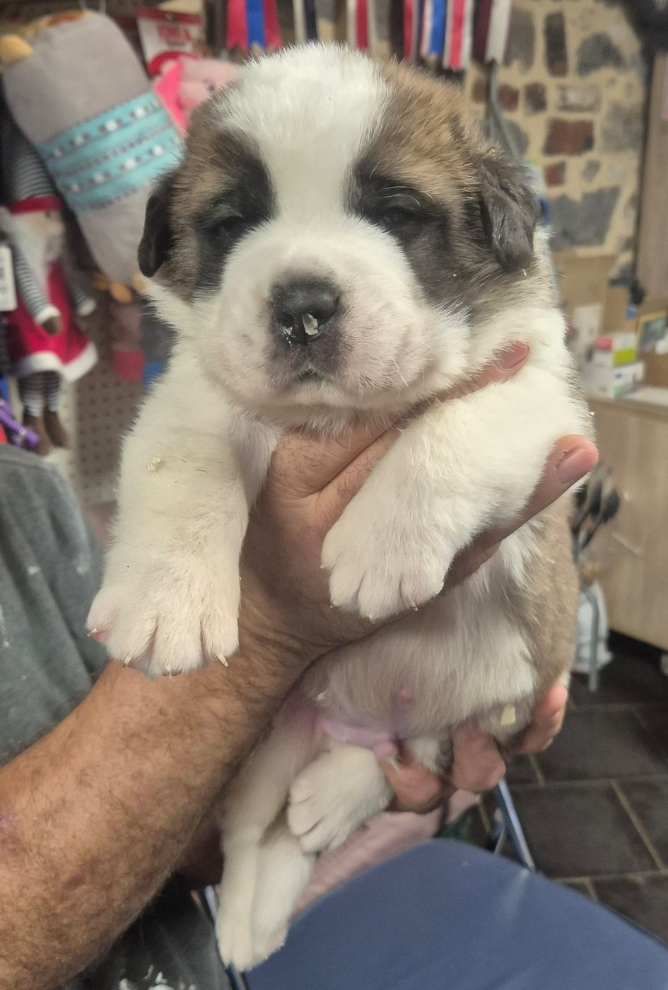 de la vallée de l'hogmiau - Chiots disponibles - Chien du Saint-Bernard