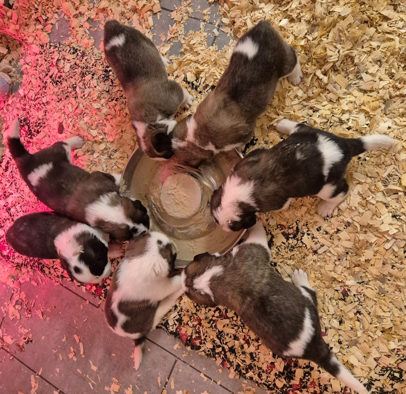 Chiot Chien du Saint-Bernard de la vallée de l'hogmiau