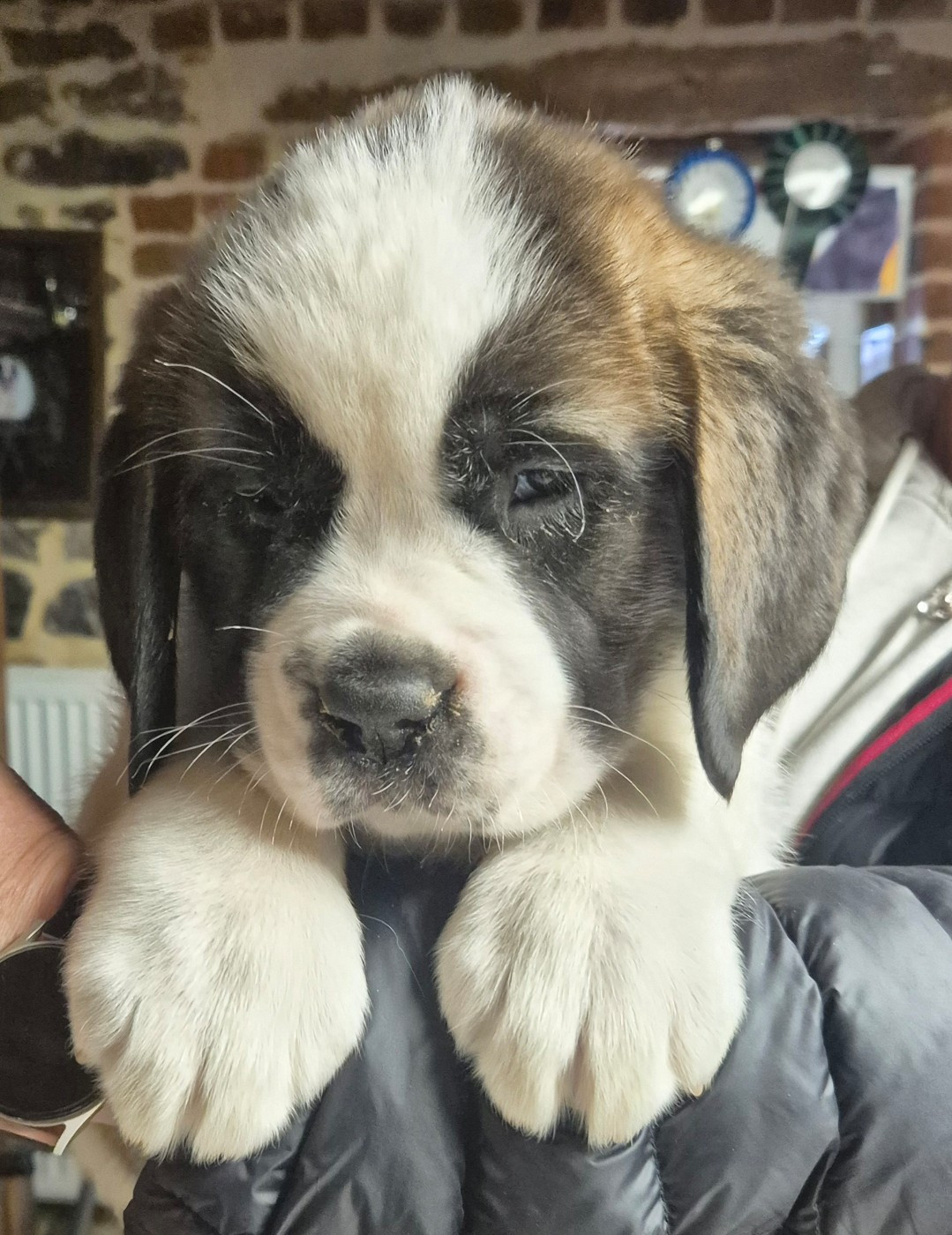 de la vallée de l'hogmiau - Chiots disponibles - Chien du Saint-Bernard