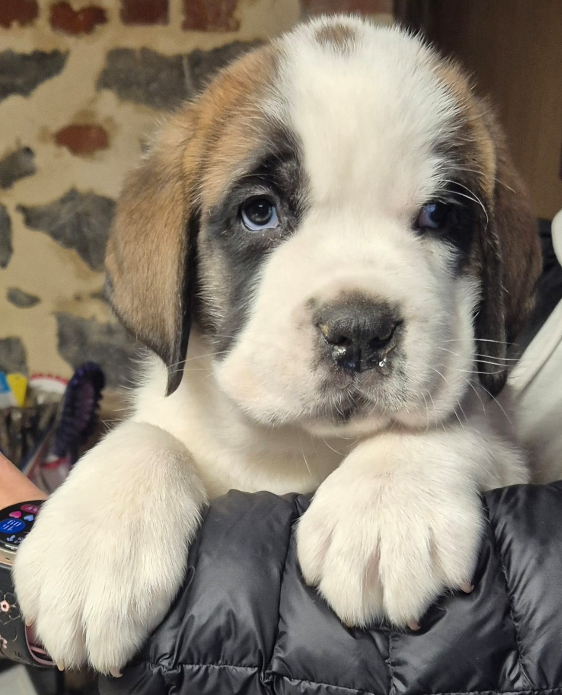 de la vallée de l'hogmiau - Chiots disponibles - Chien du Saint-Bernard