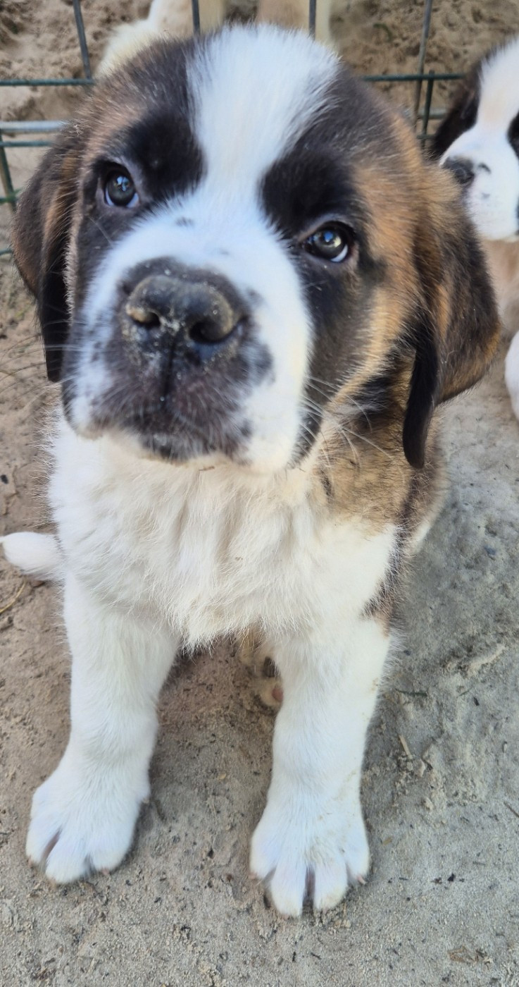 de la vallée de l'hogmiau - Chiots disponibles - Chien du Saint-Bernard