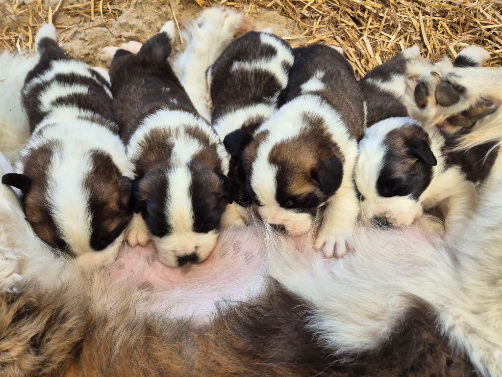 de la vallée de l'hogmiau - Chien du Saint-Bernard - Portée née le 21/05/2025