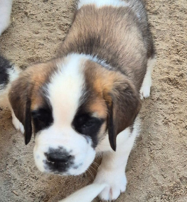CHIOT