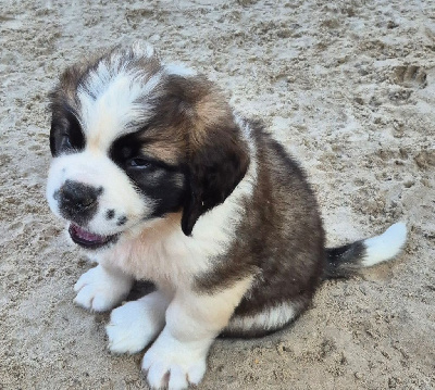 CHIOT