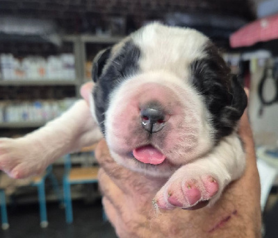 CHIOT