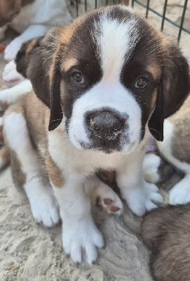 CHIOT