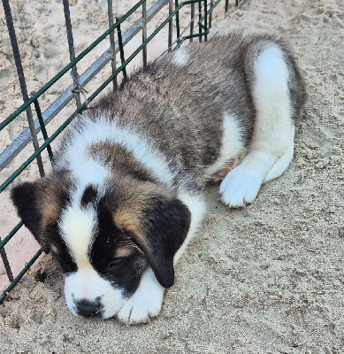 CHIOT