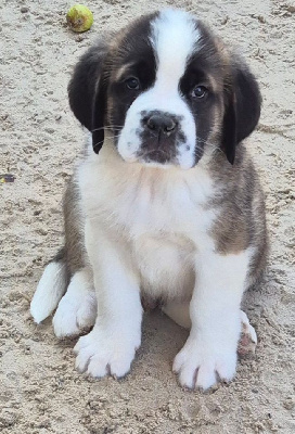 CHIOT