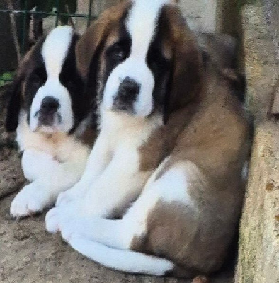 CHIOT