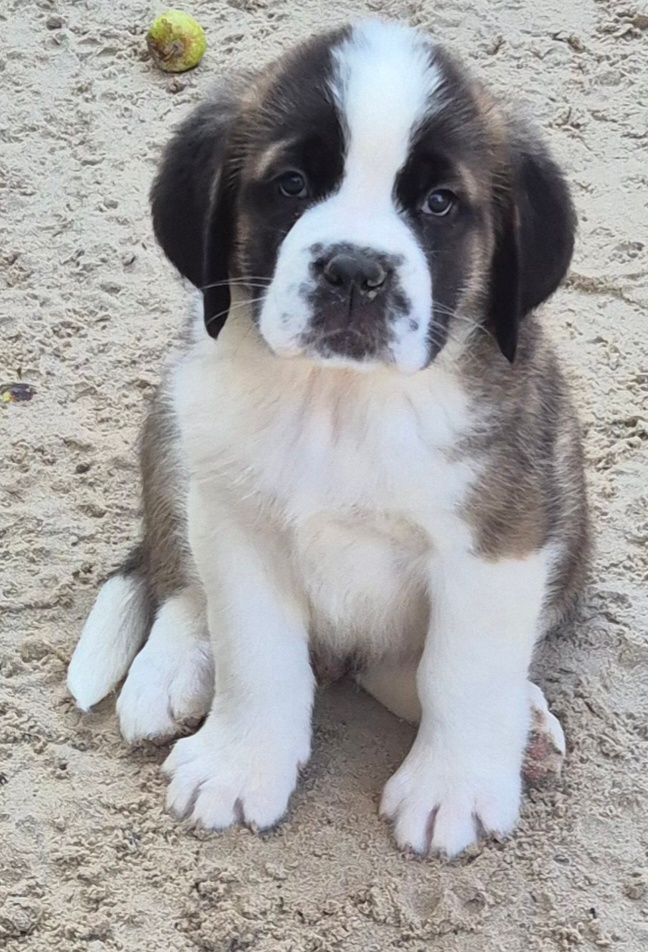 de la vallée de l'hogmiau - Chiots disponibles - Chien du Saint-Bernard